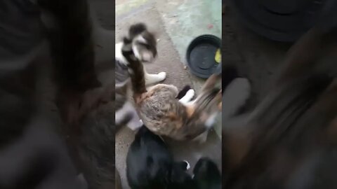 Feeding Time