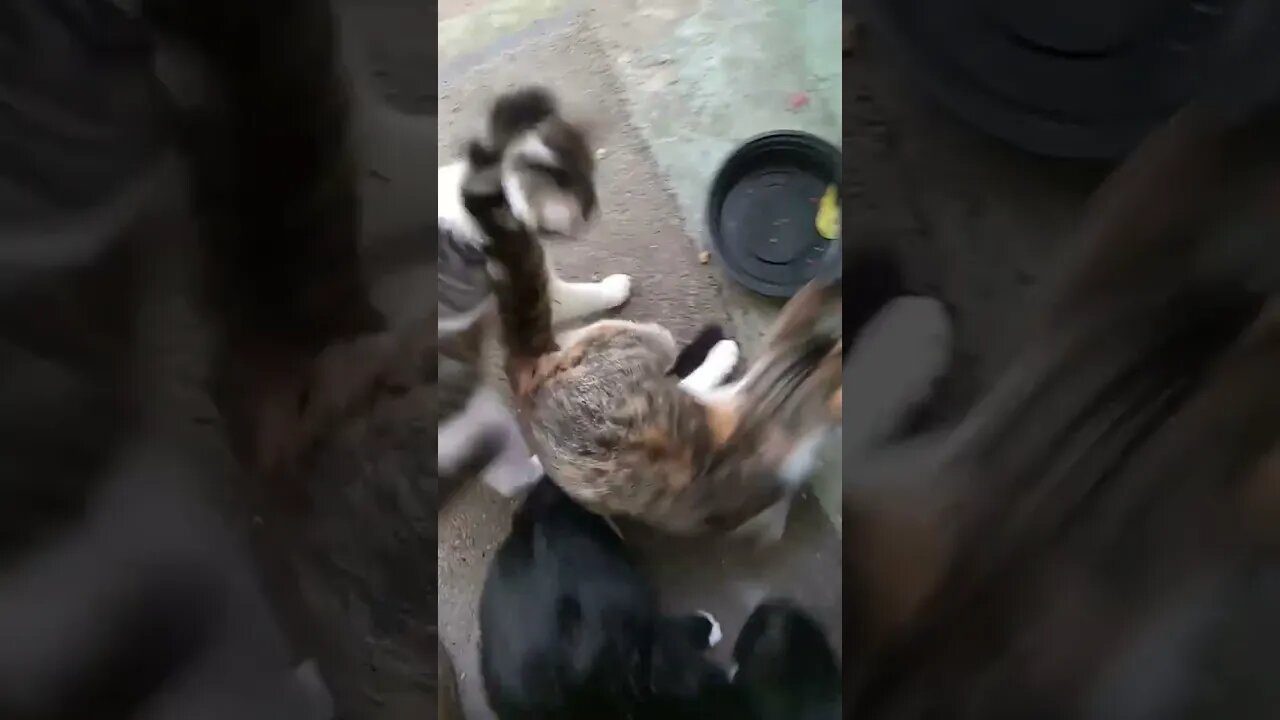 Feeding Time