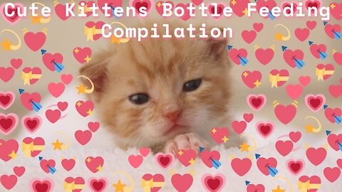 Adorable kittens bottle feeding compilation