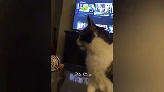 Funniest Animals 2023