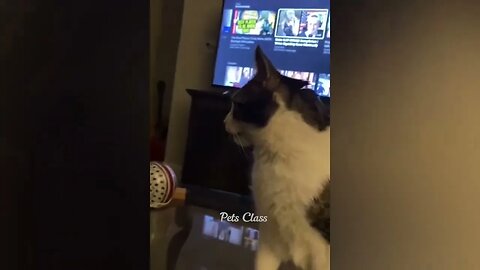 Funniest Animals 2023