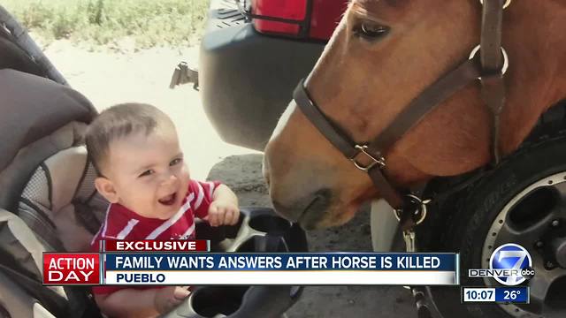 $5k reward offered after Pueblo family's horse found dismembered