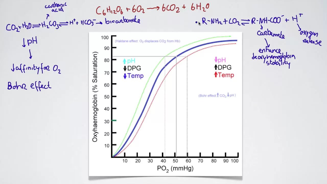 061 The Bohr Effect