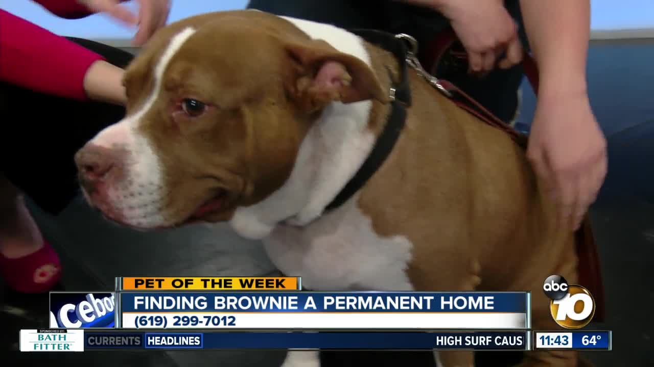 Pet of the Week: Brownie