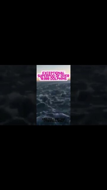 👀Exceptional Superpod Of Over Massive 10,000 dolphins👀 #shorts