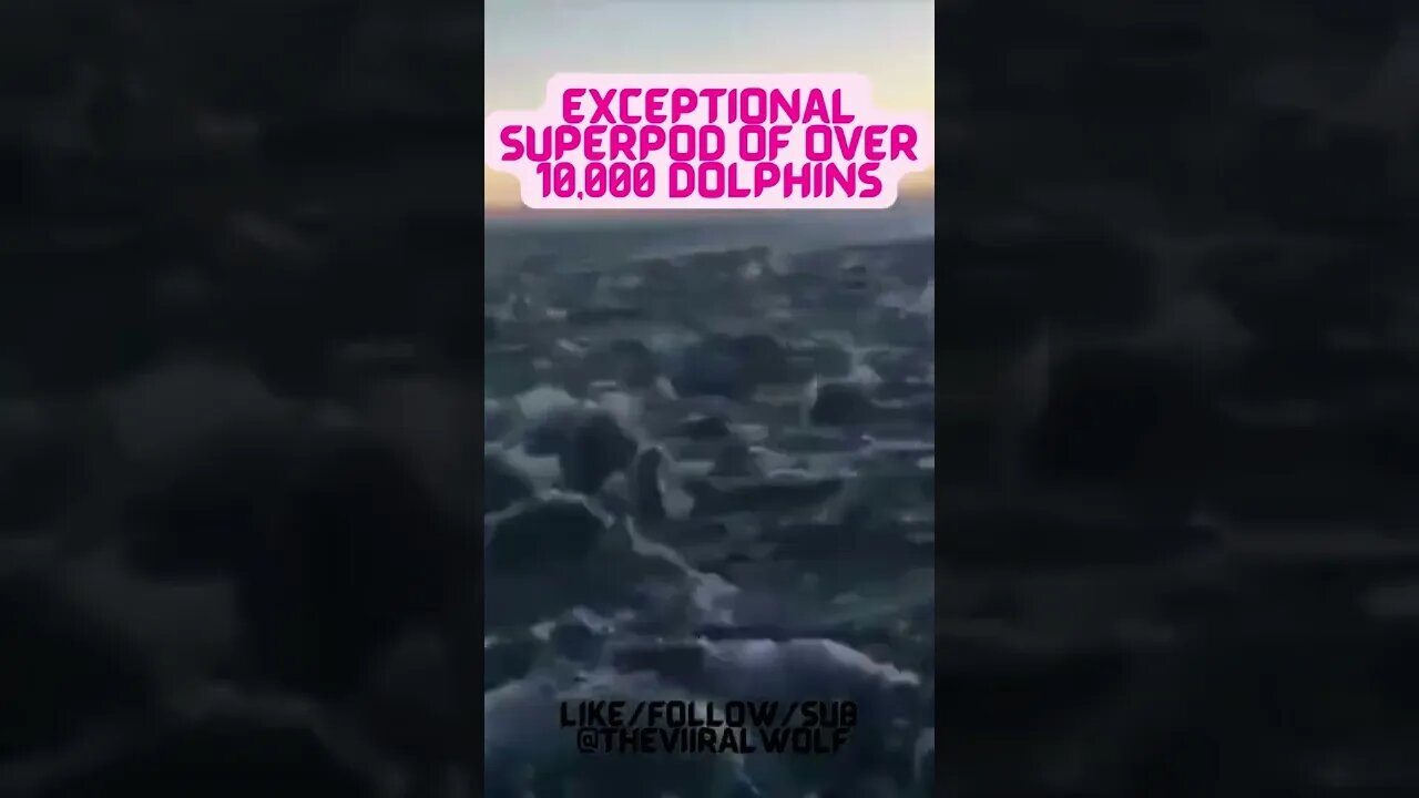 👀Exceptional Superpod Of Over Massive 10,000 dolphins👀 #shorts