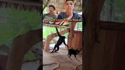 Viral !! Anjing dan Monyet Berantem #short #shorts #tiktok