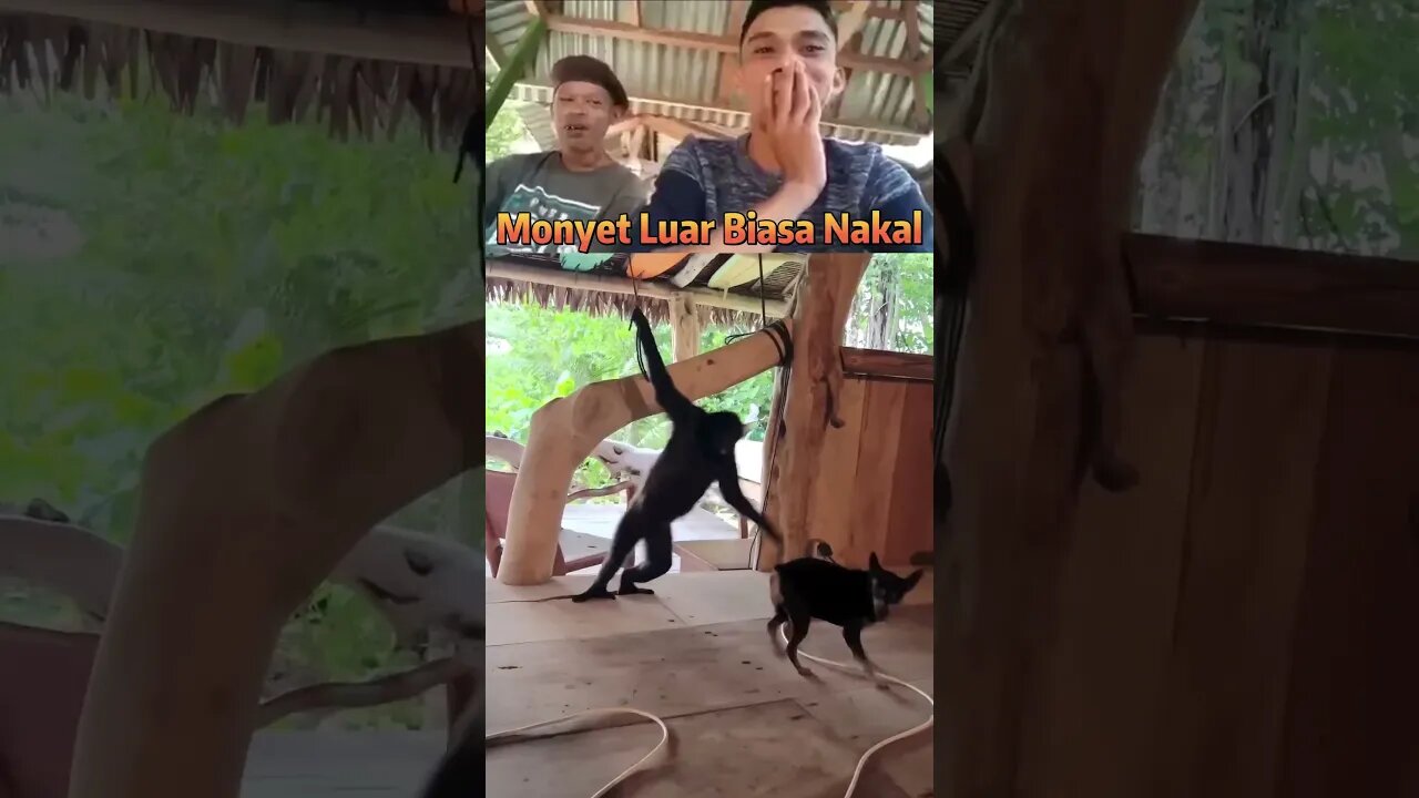 Viral !! Anjing dan Monyet Berantem #short #shorts #tiktok