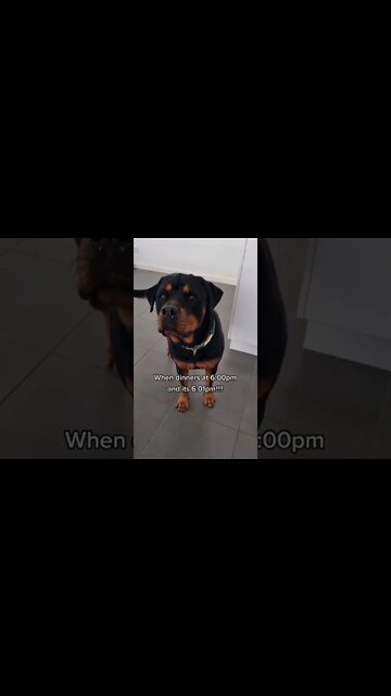 I Need To Eat 🤤 Rottweiler Be Starving!!! #Shorts #rottweiler #dogs