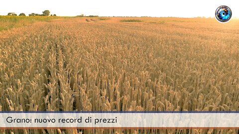 Grano nuovo record di prezzi