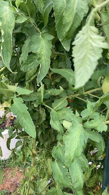 I can feel tomatoes coming on