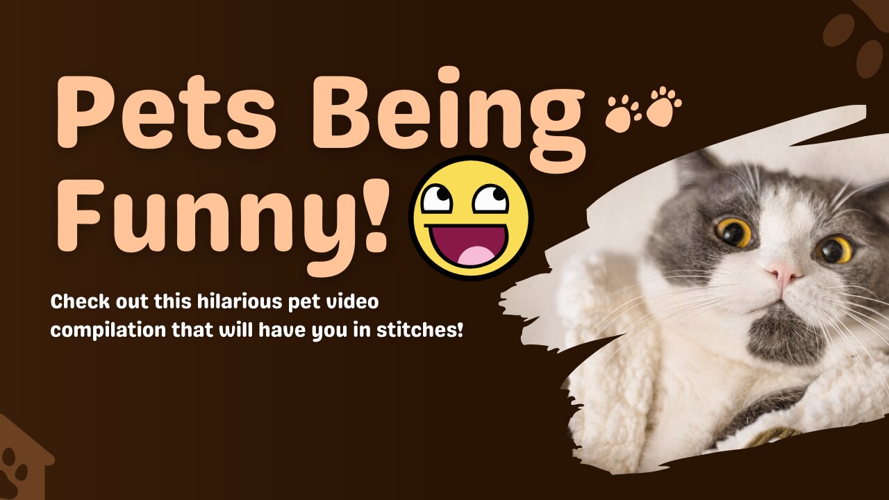 Exclusive First Look at Hilarious Animal Videos