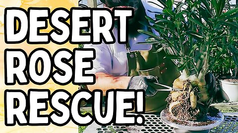 GIANT Desert Rose RESCUE! | FULL VIDEO on How I Pot My Adeniums!