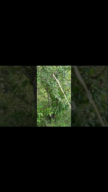 Нашел в лесу маленьких брошенных котят