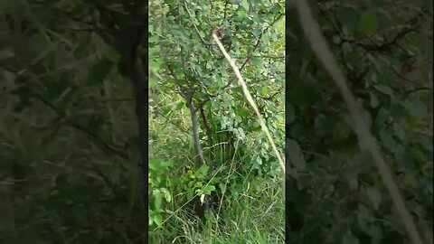 Нашел в лесу маленьких брошенных котят