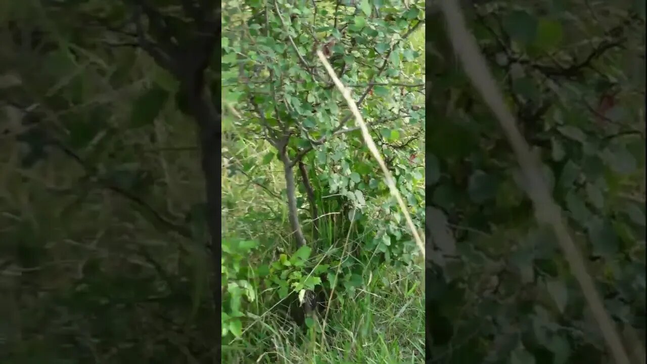 Нашел в лесу маленьких брошенных котят