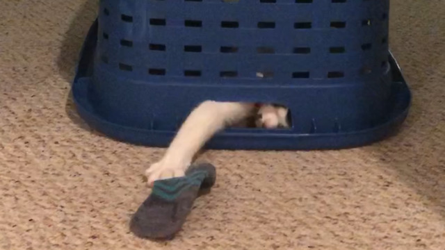 A Cat Under a Laundry Basket Grabs Socks