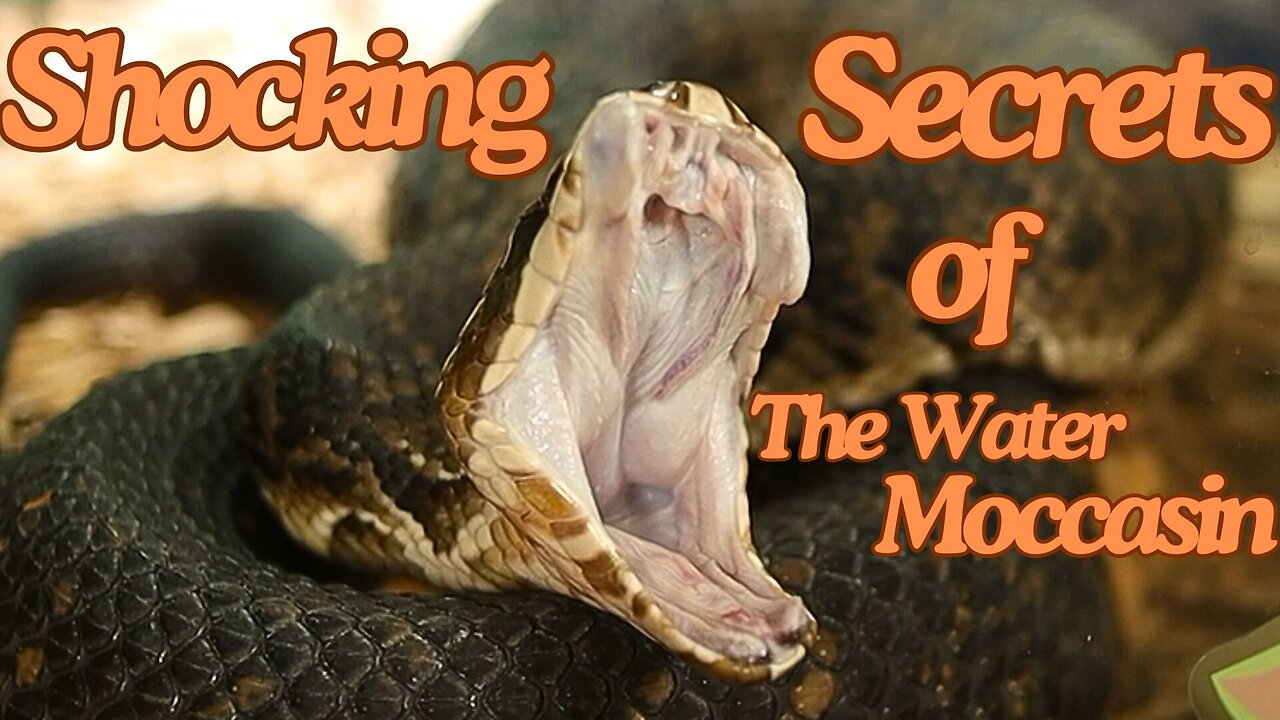 EXPERT Herpetologist Shares Shocking Water Moccasin Secrets!