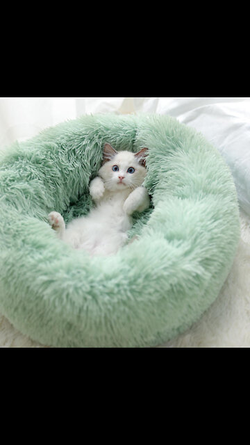 Super Soft Pet Bed