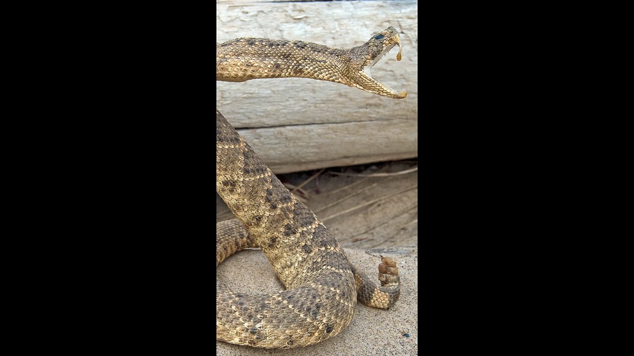 American Rattlesnakes Nature's Deadly Beauty!