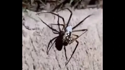 🕸️🕷️Mess'n with an orb weaver!🕷️🕸️