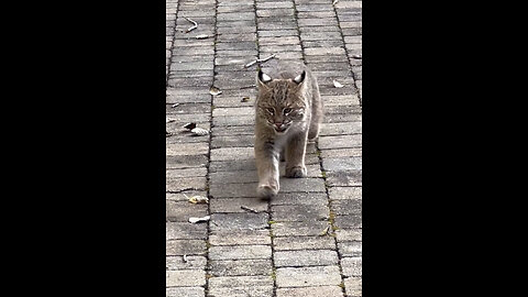 Imagine bumping into a bobcat 😮