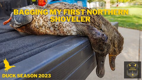 Public Land Northern Shovelers! | Duck Season