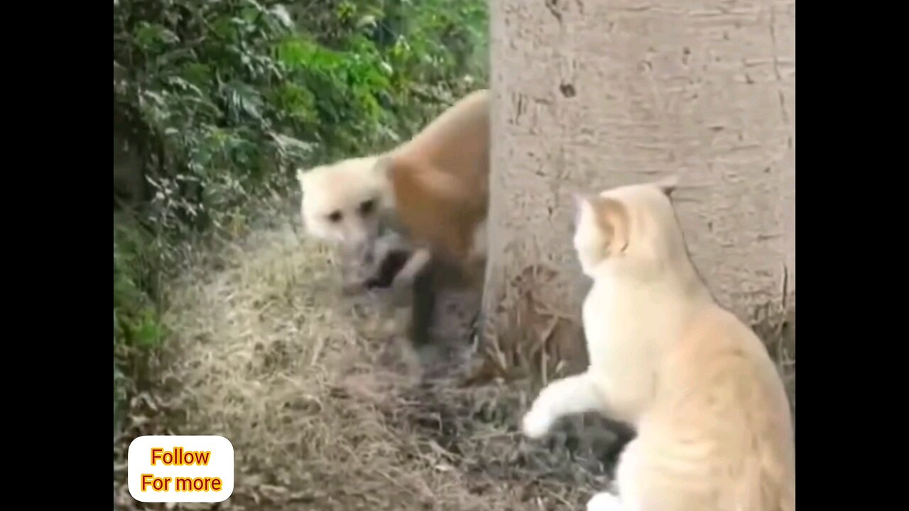 funny cat and dog slaps😂🤣 interesting video