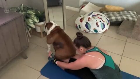 Stu-pid the Bulldog does yoga