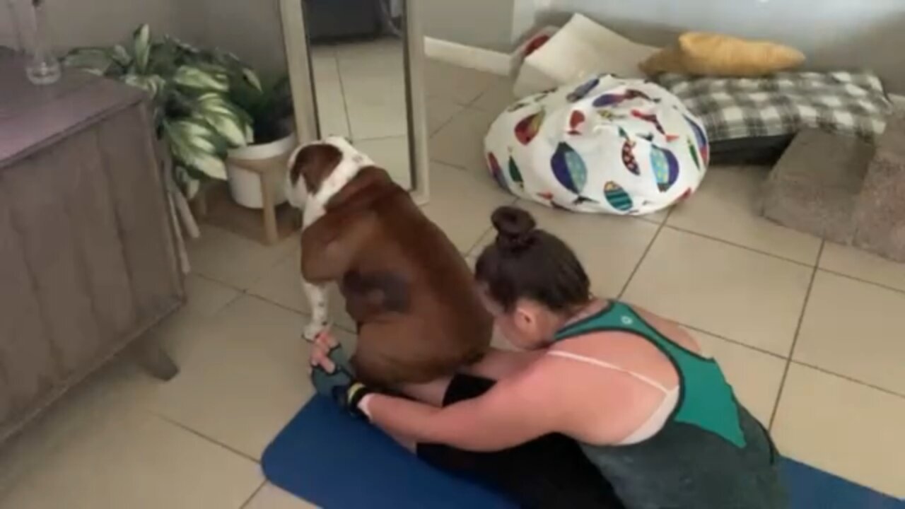 Stu-pid the Bulldog does yoga