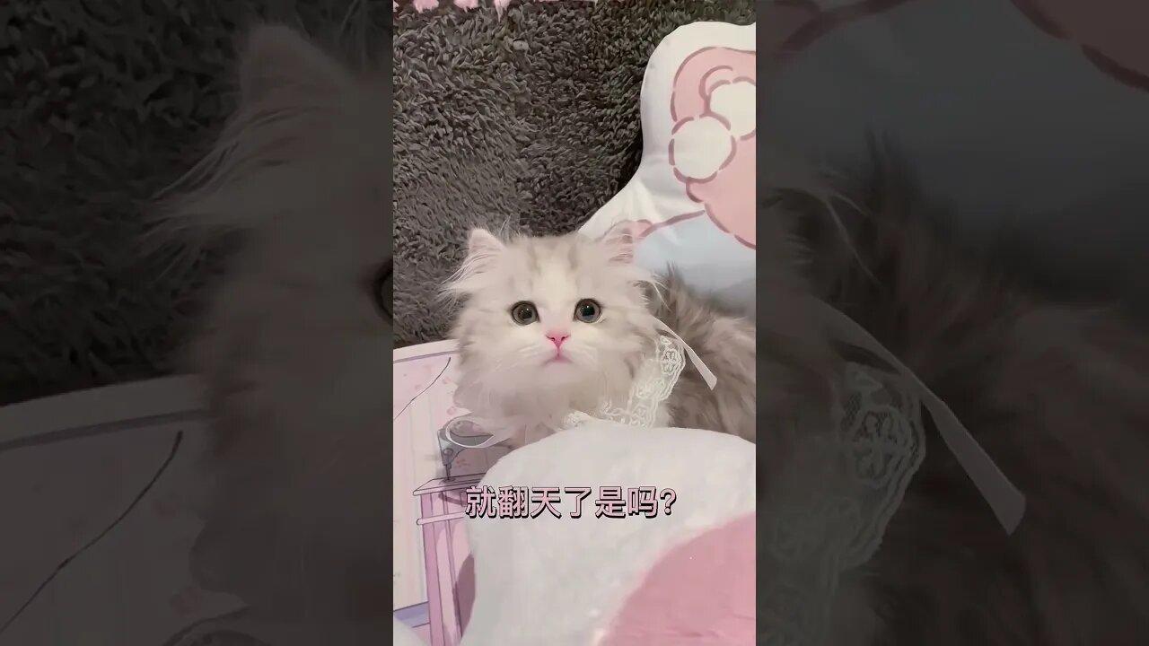 SO CUTE Cat || 31- 🥰🐱 #shorts #shortsfeed #cat #youtubepets