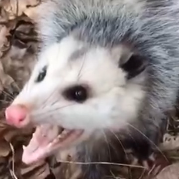 Crazy Guy Pets Wild Possum, They Become Best Friends