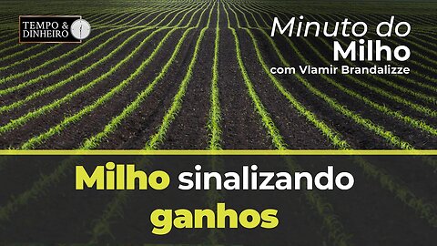 Milho sinalizando ganhos.