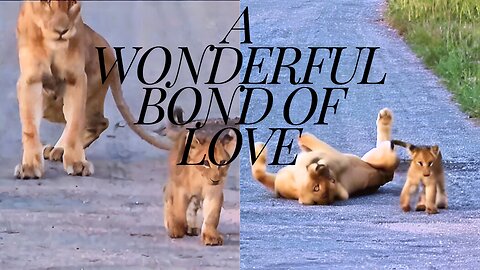 "Lion and Its Cub: A Wonderful Bond of Love"