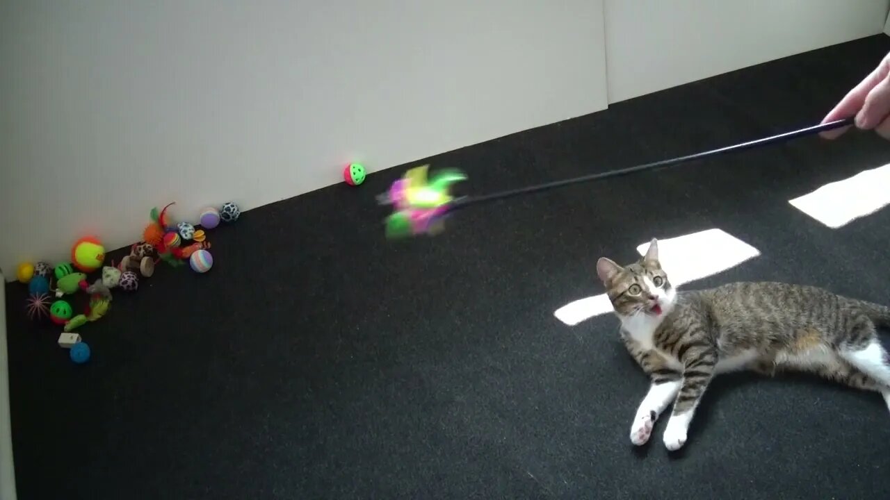 Kitten Turns Around and Jumps