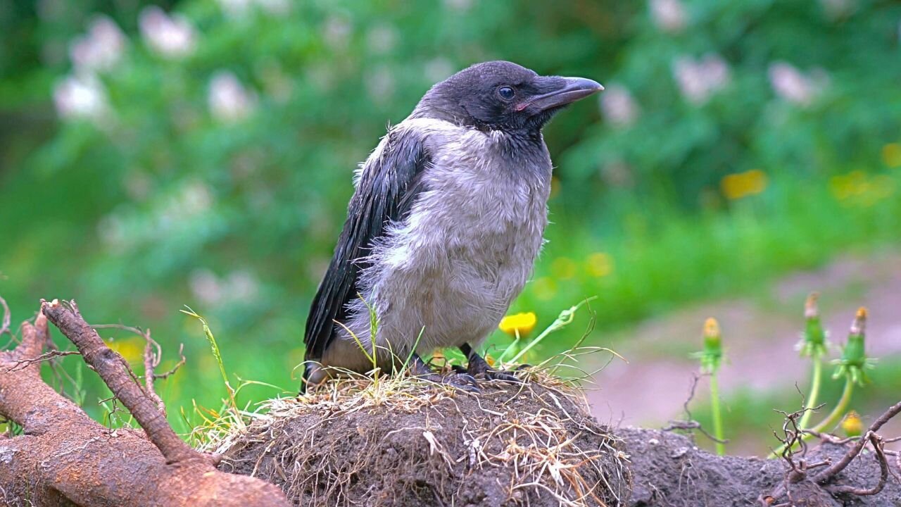 Hooded Crow Fledgling Perching on a Mount of Dirt and Twigs