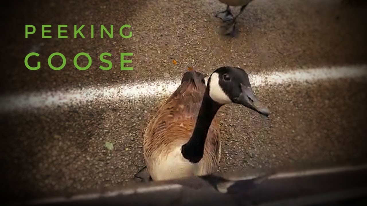 Peking Goose or Peeking Goose