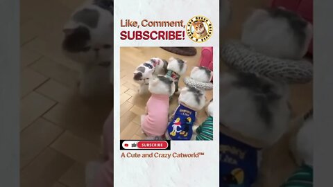 This Cat and This Doll Got BEEF! 🤣 (#198)