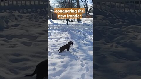 puppy treading through the snow #puppy #bernedoodle. #snow