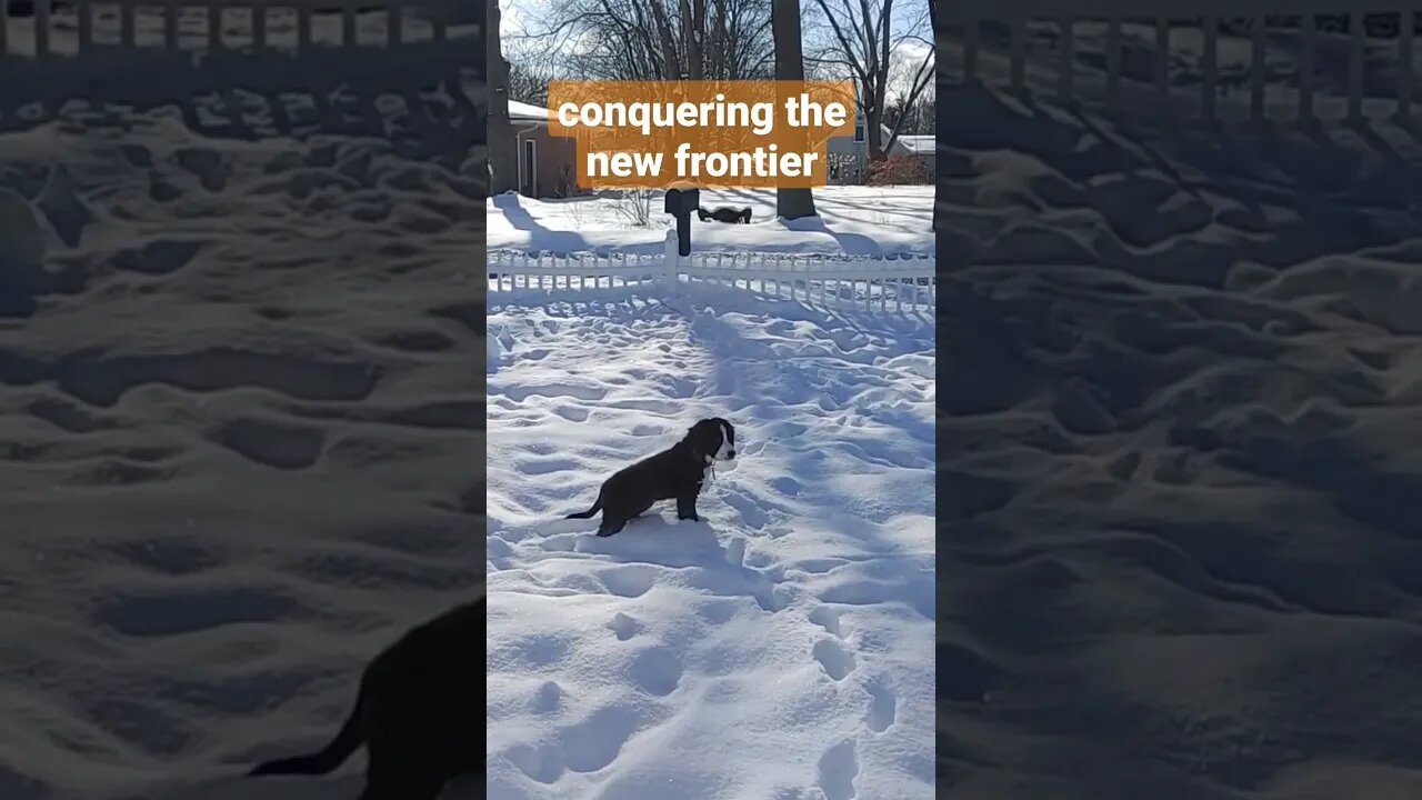 puppy treading through the snow #puppy #bernedoodle. #snow