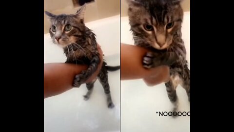 My cat doesn't want to take a shower