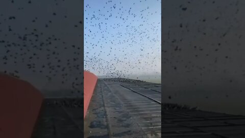 Count The Birds