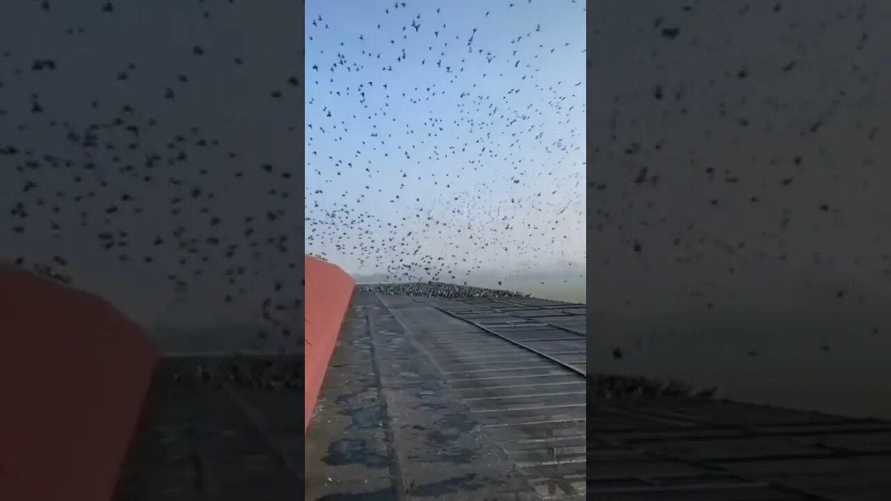 Count The Birds