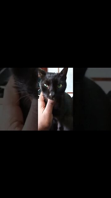 Black kitty loves gentle strokes.