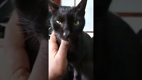 Black kitty loves gentle strokes.