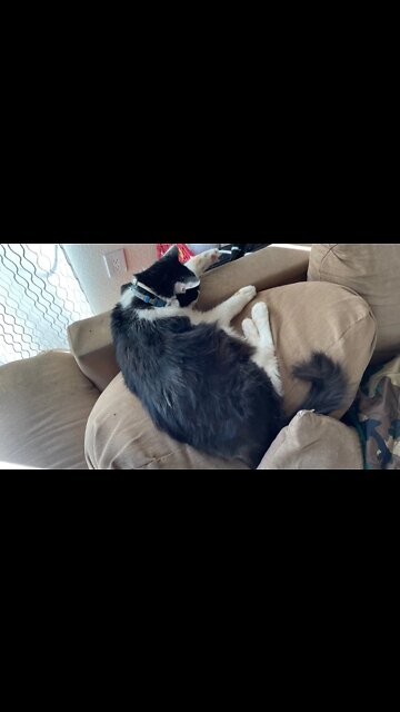 Shop cat chronicles, shop cat has taken over #Shorts #Pets #ShopCat #ShotCatChronicles #Pets