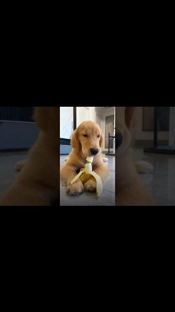 Golden retriever, puppy like eating banana 🍌