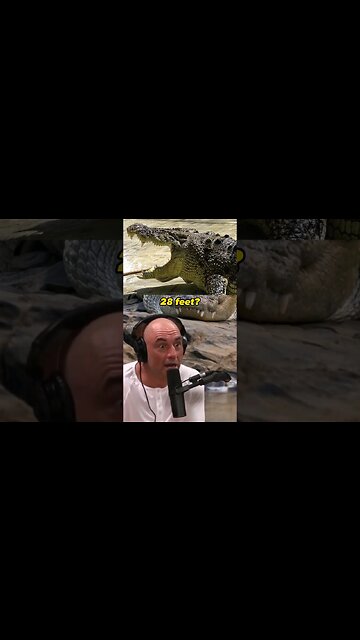 Encountering 28-foot crocodiles in the Wild - Joe Rogan and Kelly Slater #JRE