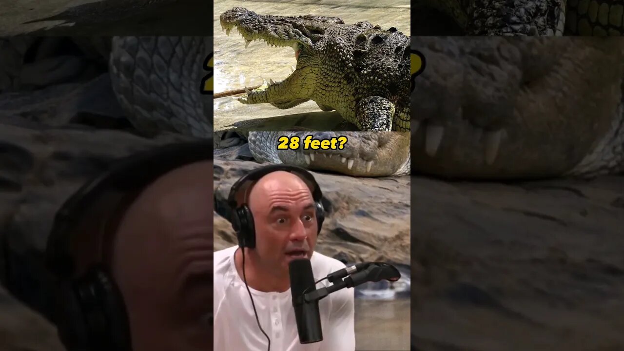 Encountering 28-foot crocodiles in the Wild - Joe Rogan and Kelly Slater #JRE