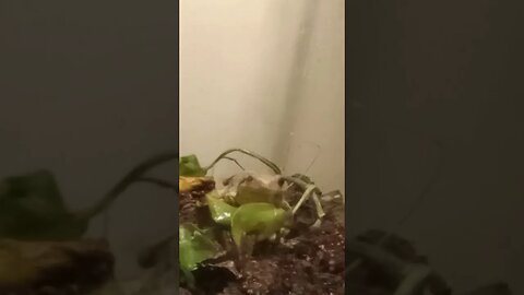 CUTE VIDEO OF CEDAR THE TREEFROG (07/05/23)